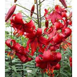 Liljesläktet Red Tiger - Lilium Red Tiger