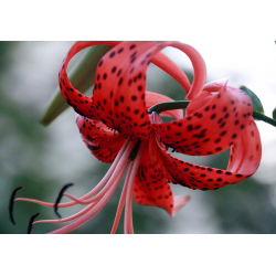 Liljesläktet Red Tiger - Lilium Red Tiger