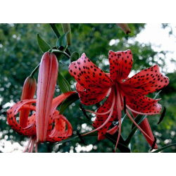 Liljesläktet Red Tiger - Lilium Red Tiger