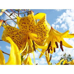 Lilium, Lily Yellow Tiger - bebawang / umbi / akar - Lilium Yellow Tiger