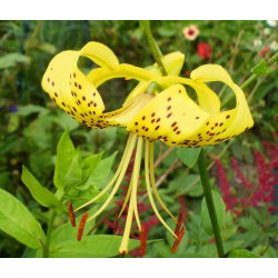Lilium, Lily Yellow Tiger - bebawang / umbi / akar - Lilium Yellow Tiger