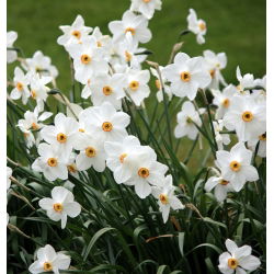 Narcis Actaea - Daffodil Actaea - 5 lukovica - Narcissus
