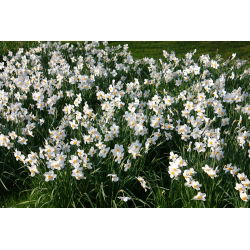 Narcis Actaea - Daffodil Actaea - 5 lukovica - Narcissus