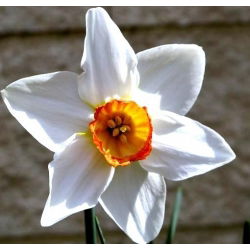 Narcis Actaea - Daffodil Actaea - 5 lukovica - Narcissus