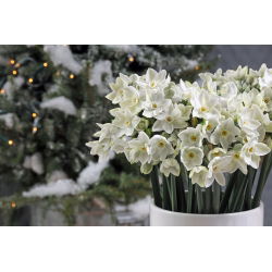 Narcissus Paperwhites Ziva - Daffodil Paperwhites Ziva - 5 lukovica