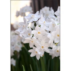 Narcissus Paperwhites Ziva - Daffodil Paperwhites Ziva - 5 lukovica