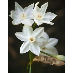 Narcissus Paperwhites Ziva - Daffodil Paperwhites Ziva - 5 lukovica