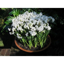 Narcissus Paperwhites Ziva - Daffodil Paperwhites Ziva - 5 lukovica