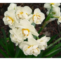 پرنعمت عروس نرگس تاج - پرتقال عروس طوقه - 5 لامپ - Narcissus