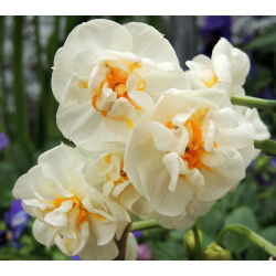 پرنعمت عروس نرگس تاج - پرتقال عروس طوقه - 5 لامپ - Narcissus
