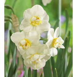 Narcissus Cheerfulness - Daffodil Veselje - 5 lukovica