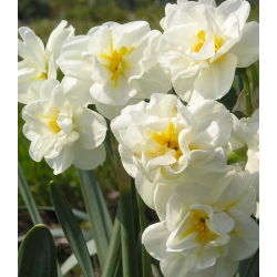Narcissus Cheerfulness - Daffodil Veselje - 5 lukovica