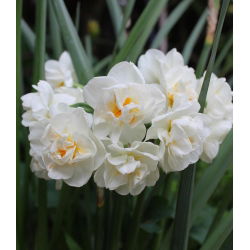 Narcissus Cheerfulness - Daffodil Veselje - 5 lukovica