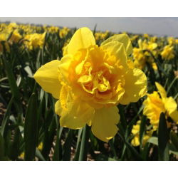 نایکوس دیک ویلدن - عروسک دیک وایلن - 5 لامپ - Narcissus