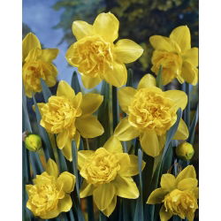 نایکوس دیک ویلدن - عروسک دیک وایلن - 5 لامپ - Narcissus