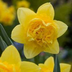 نایکوس دیک ویلدن - عروسک دیک وایلن - 5 لامپ - Narcissus