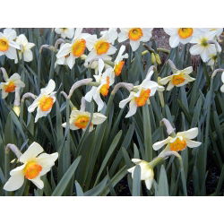 رکورد گل نرگس - رکورد گل گلدان - 5 لامپ - Narcissus