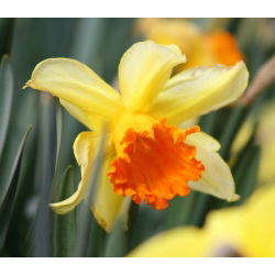 Narcissus Fortissimo - Daffodil Fortissimo - 5 lukovica