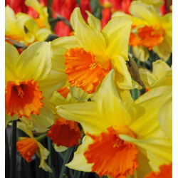 Narcissus Fortissimo - Daffodil Fortissimo - 5 lukovica