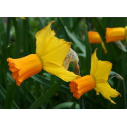 Jetfire Narcissus - Daffodil Jetfire - 5 لامپ