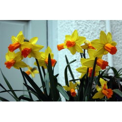 Jetfire Narcissus - Daffodil Jetfire - 5 لامپ