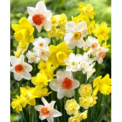 Narcissus Mix - Нарцисов микс - 5 луковици