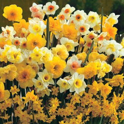 Narcissus Mix - Нарцисов микс - 5 луковици