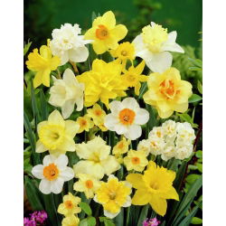 Narcissus Mix - Нарцисов микс - 5 луковици