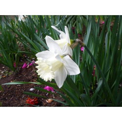 Narcissus navlaka za vuču - narcisa Mount Hood - 5 lukovica