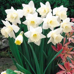 Narcissus navlaka za vuču - narcisa Mount Hood - 5 lukovica