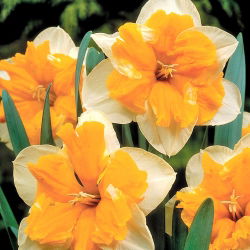 Narcissus Orangery - Narandža narcisa - 5 lukovica