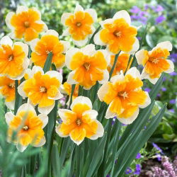 Narcissus Orangery - Narandža narcisa - 5 lukovica