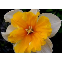 Narcissus Orangery - Narandža narcisa - 5 lukovica