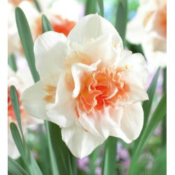 Narcissus obnavlja - Narffissl Replete - 5 lukovica