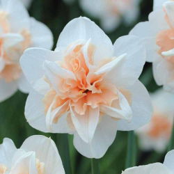Narcissus obnavlja - Narffissl Replete - 5 lukovica