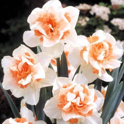 Narcissus obnavlja - Narffissl Replete - 5 lukovica