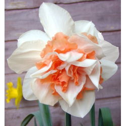 Narcissus obnavlja - Narffissl Replete - 5 lukovica