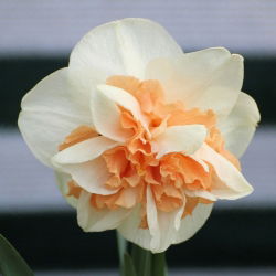 Narcissus obnavlja - Narffissl Replete - 5 lukovica