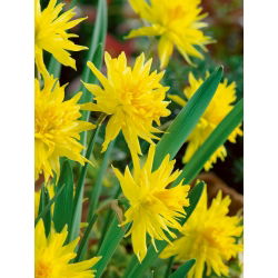 Narcissus Rip Van Winkle - Daffodil Rip Van Winkle - 5 لامپ
