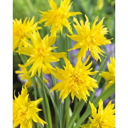 Narcissus Rip Van Winkle - Daffodil Rip Van Winkle - 5 لامپ