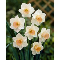 Narcis Salome - Daffodil Salome - 5 lukovica - Narcissus