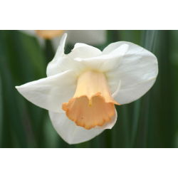 Narcis Salome - Daffodil Salome - 5 lukovica - Narcissus