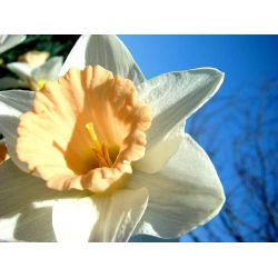 Narcis Salome - Daffodil Salome - 5 lukovica - Narcissus