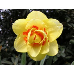 Narcis Tahiti - Narcis Tahiti - 5 lukovica - Narcissus
