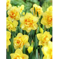 Narcis Tahiti - Narcis Tahiti - 5 lukovica - Narcissus