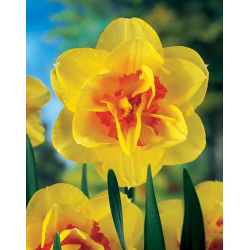 Narcis Tahiti - Narcis Tahiti - 5 lukovica - Narcissus