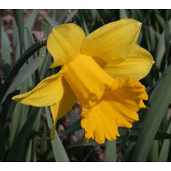 Narcissus Nevjerojatan - Daffodil Neprimjetan - 5 lukovica