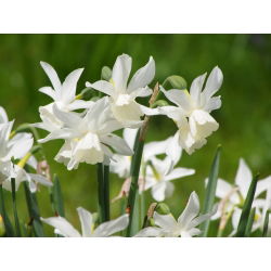 Narcis Thalia - Daffodil Thalia - 5 lukovica - Narcissus
