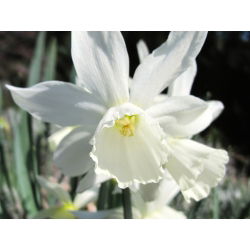 Narcis Thalia - Daffodil Thalia - 5 lukovica - Narcissus