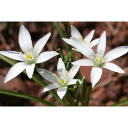 Ornithogalum umbellatum - paquete de 10 piezas